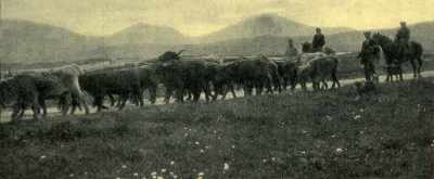 Zoom in 02 Drover Project