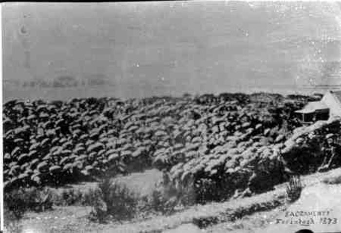 Zoom in Communion 1873 (very wet).