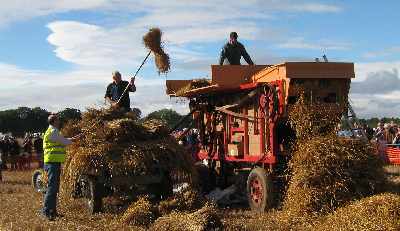 Zoom in Stooks go through the threshing machine