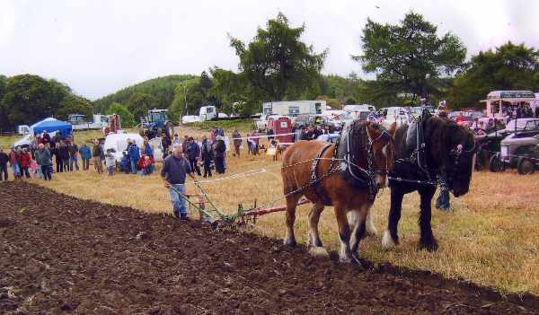 Zoom in But there's nothing quite like the sight of two Clydesdales at work at Daviot Vintage Working Day.