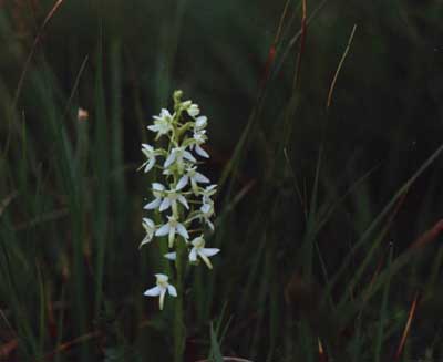 05 Greater butterfly orchid