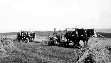 Zoom in Photos of harvesting at Cullisse (no date).