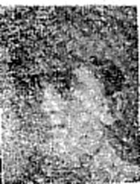 Macdonald Alexander, Pte, Evanton Macdonald Alexander, Pte, Evanton