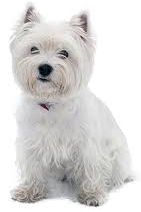 Zoom in Read more about the story of The Butler's Dog on the website.