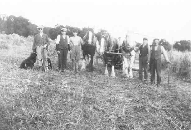 Zoom in harvesthorses at drynie