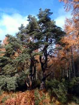 Zoom in 02 Dingwall Environment