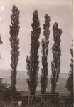 19 Dingwall of old