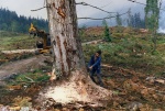 Timber extraction in difficult places ....