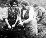 Gutting haddock, on hands and knees, Shandwick.