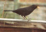 Blackbird