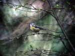 Blue Tit