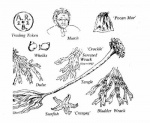 Seaweed