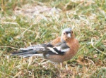 Chaffinch