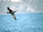 Cormorant (Photo M and D Galloway)