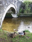 Ducks under the Henrietta Bridge
