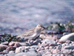 Dunlin