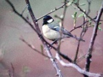 Great Tit [Photo M and D Galloway]
