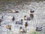 Mallard