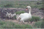 Mute Swan with cygnet brood