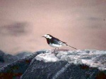 Pied Wagtail [Photo M and D Galloway]
