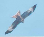 Red Kite