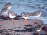 Redshank [Photo M and D Galloway]
