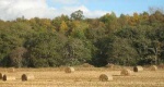 No stooks: modern equipment provides bales square and round.