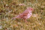 Song Thrush