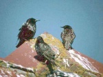 Starlings [Photo M and D Galloway]