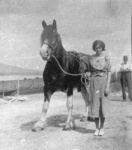 Miss Catherine Jack, Shoreton, holding a travelling stallion in the pre-tractor age.