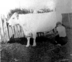 Milking cow at Balrailan.