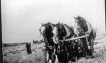 Balrailan's horses and binder.