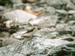 Wheatear