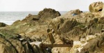 Rocks.