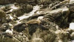 Seals.