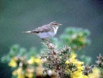 Willow Warbler. [Photo M and D Galloway]