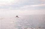 Bottle nosed dolphin.