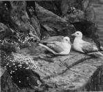 Seabirds