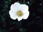 Burnet Rose