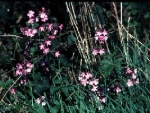 Pink Campion