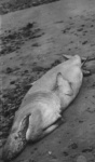 Mammal washed up