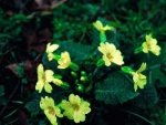 Primrose