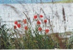 Wild poppies