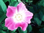 Wild Roses