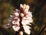 04 Heath spotted orchid