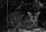 One rather angry wildcat caught in a trap set by the RAF for foxes.