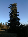 A spruce tree within Redcastle grounds.