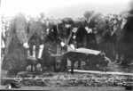 Lady Bignold cutting the first sod of the Cromarty and Dingwall railway line (sic) on 13 February 1914