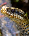 Adder