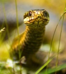 Adder